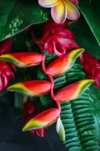 Pacific Resort Rarotonga - Heliconia Flower (Turama Photography).